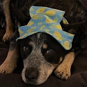 Meet your Posher, Connie